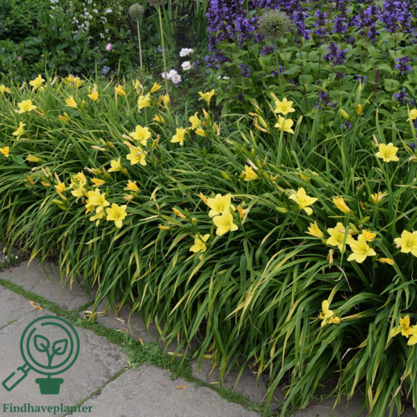 Hemerocallis hybrid 'Green Flutter', Daglilje