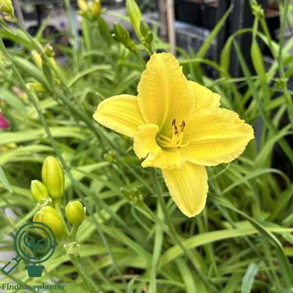 Hemerocallis hybrid 'Green Flutter', Daglilje