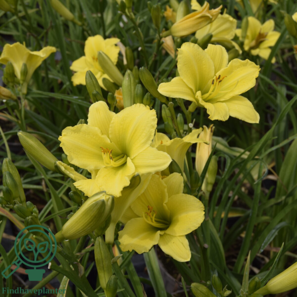 Hemerocallis hybrid 'Green Flutter', Daglilje