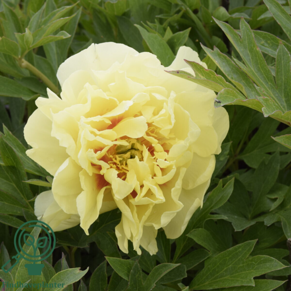 Paeonia itoh-hybrid 'Bartzella' (Træpæon), Pæon / bonderose / Træpæon