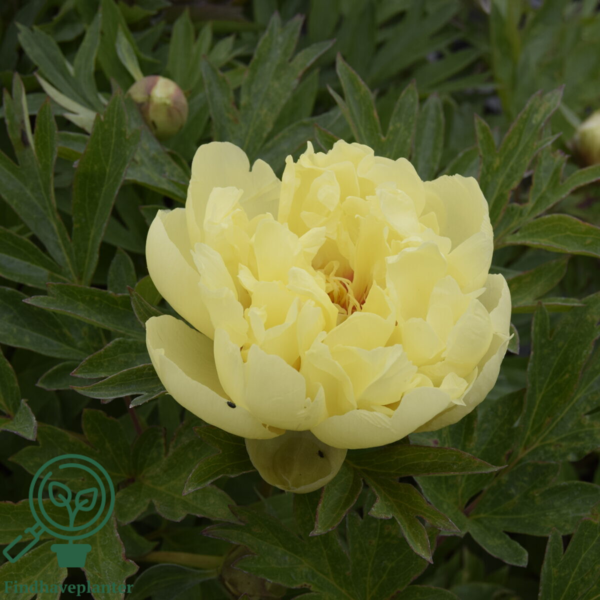 Paeonia itoh-hybrid 'Bartzella' (Træpæon), Pæon / bonderose / Træpæon