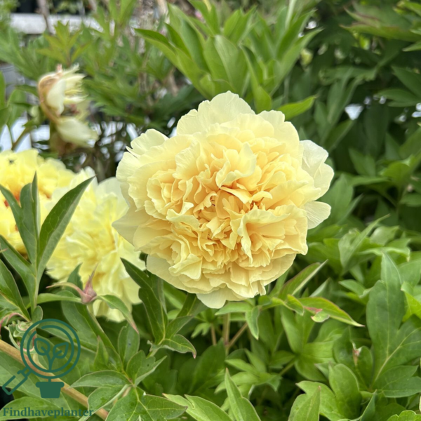 Paeonia itoh-hybrid 'Bartzella' (Træpæon), Pæon / bonderose / Træpæon