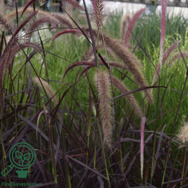 Pennisetum x advena 'Rubrum' ej hårdfør, Lampepudsergræs