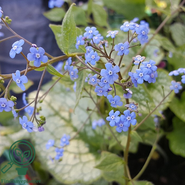 Brunnera macrophylla 'Jack Frost' Heartleaf Brunnera, Siberian Bugloss, Kærmindesøster
