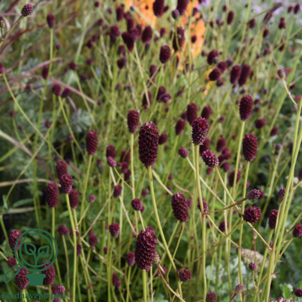 Sanguisorba officinalis 'Tanna', Lægekvæsurt