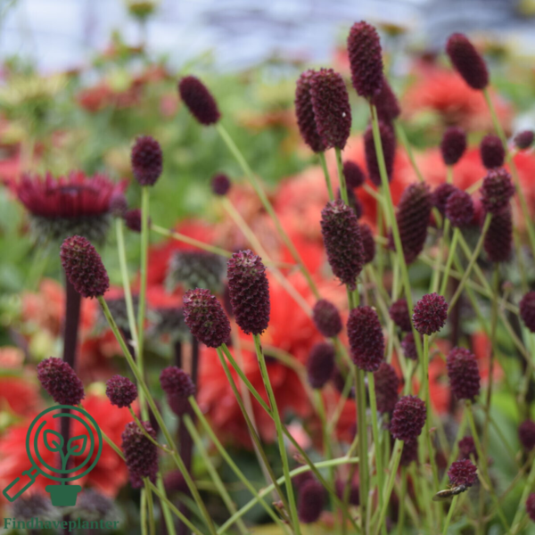Sanguisorba officinalis 'Tanna', Lægekvæsurt