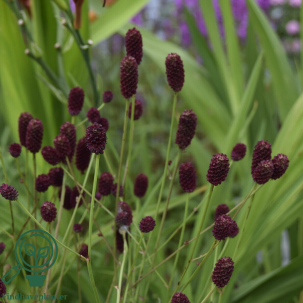 Sanguisorba officinalis 'Tanna', Lægekvæsurt