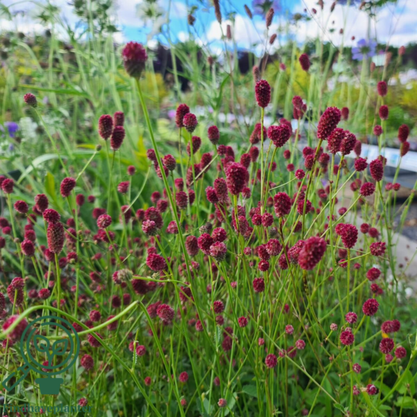 Sanguisorba officinalis 'Tanna', Lægekvæsurt
