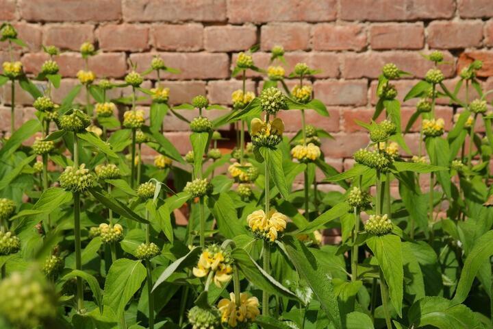 Phlomis russelliana, Gul Løvehale