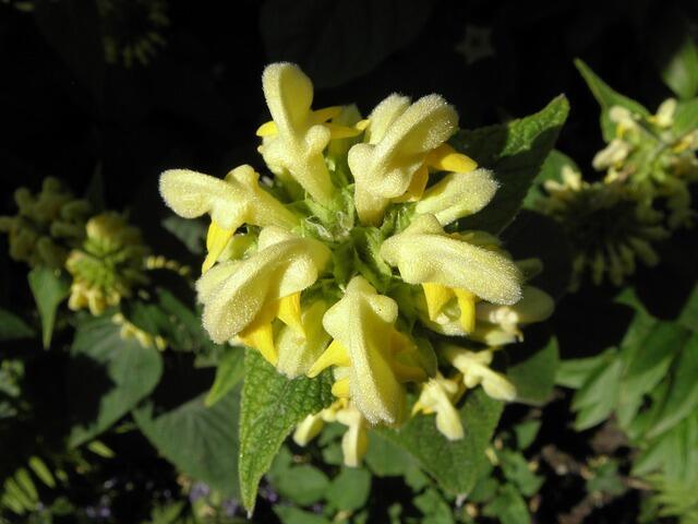 Phlomis russelliana, Gul Løvehale