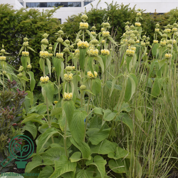 Phlomis russelliana, Gul Løvehale