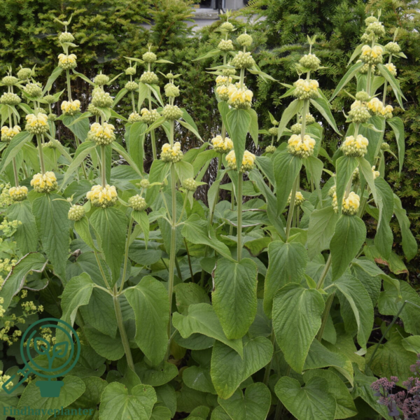 Phlomis russelliana, Gul Løvehale
