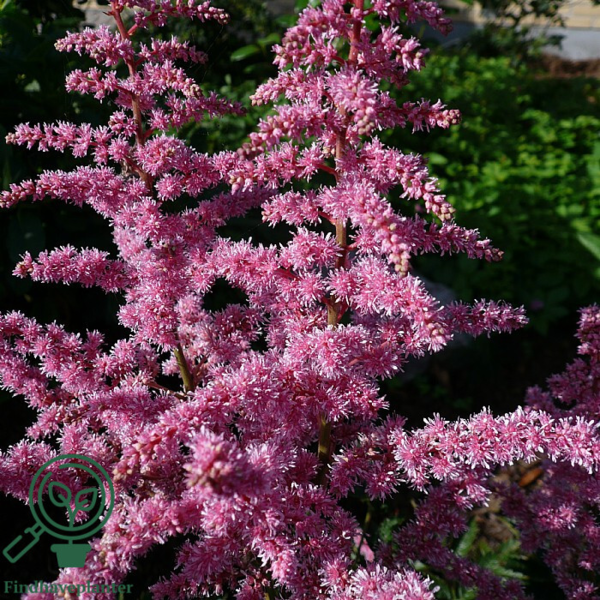 Astilbe arendsii-hybrid 'Cattleya', Astilbe