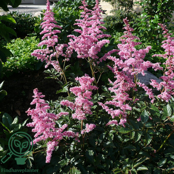 Astilbe arendsii-hybrid 'Cattleya', Astilbe