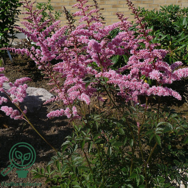 Astilbe arendsii-hybrid 'Cattleya', Astilbe