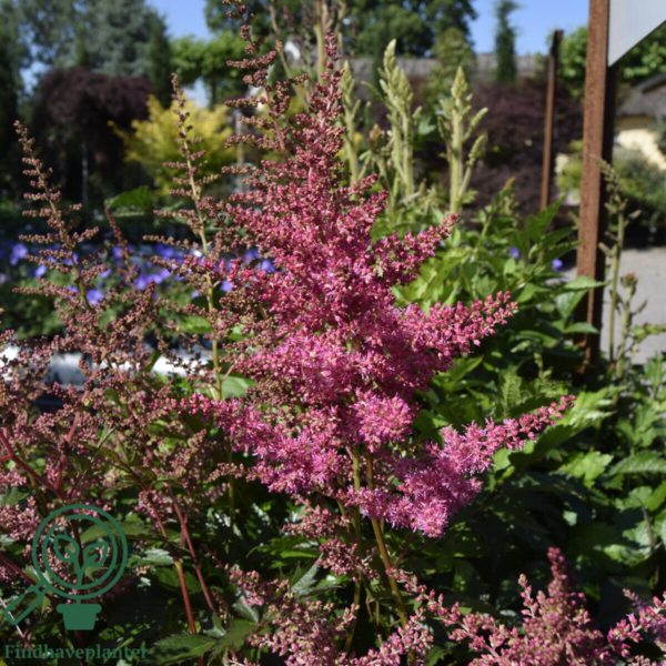 Astilbe arendsii-hybrid 'Cattleya', Astilbe