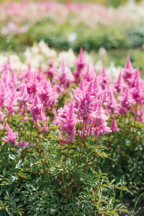 Astilbe arendsii-hybrid 'Cattleya', Astilbe