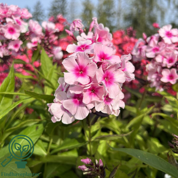 Phlox paniculata 'Bright Eyes', Høstfloks