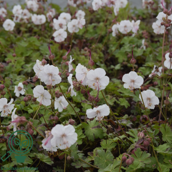 Geranium cantabrigiense 'St Ola', Storkenæb