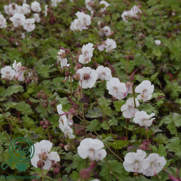 Geranium cantabrigiense 'St Ola', Storkenæb