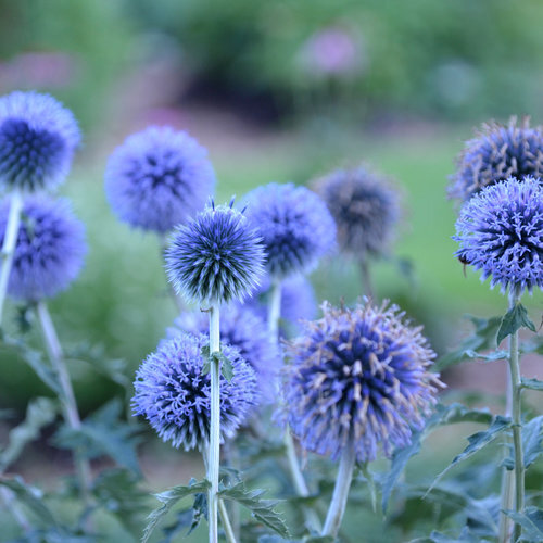 echinops bannàticus 'Blue Glow', Kugletidsel