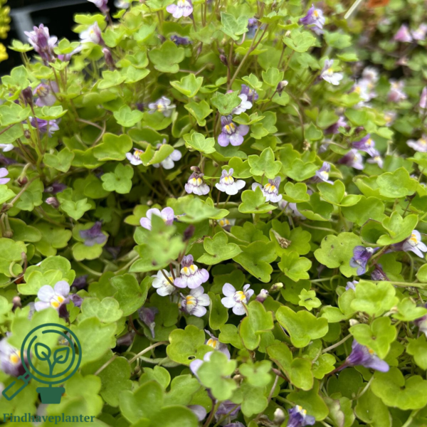 Cymbalaria muralis, Torskemund