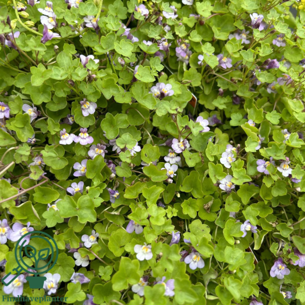 Cymbalaria muralis, Torskemund