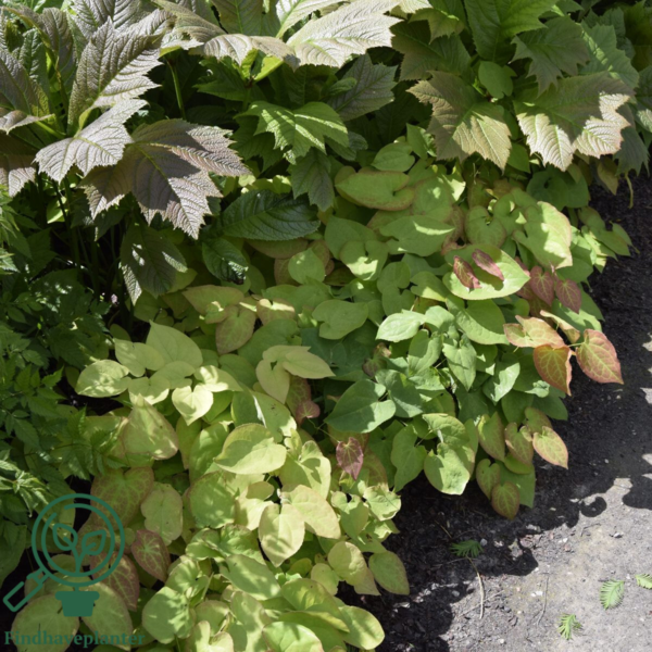 Epimedium x warleyense 'Orangeköningin', Bispehue