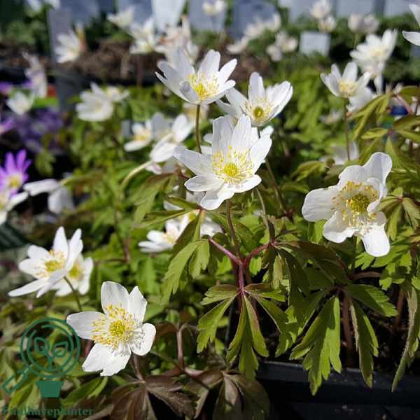 Anemone nemorosa, Anemone