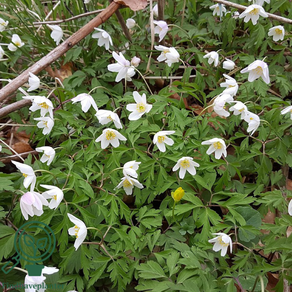 Anemone nemorosa, Anemone