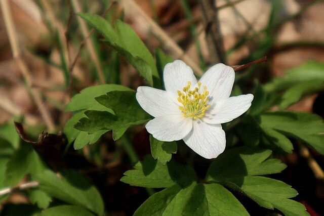 Anemone nemorosa, Anemone