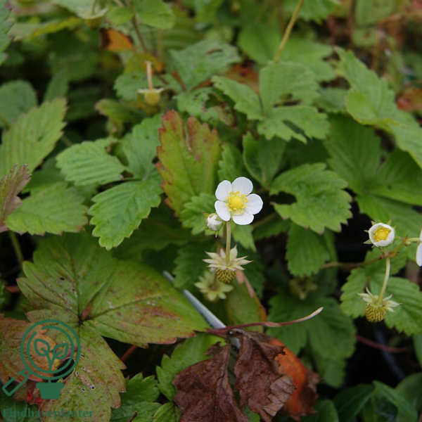 Fragaria vesca 'Småland' m. udløbere, Skovjordbær