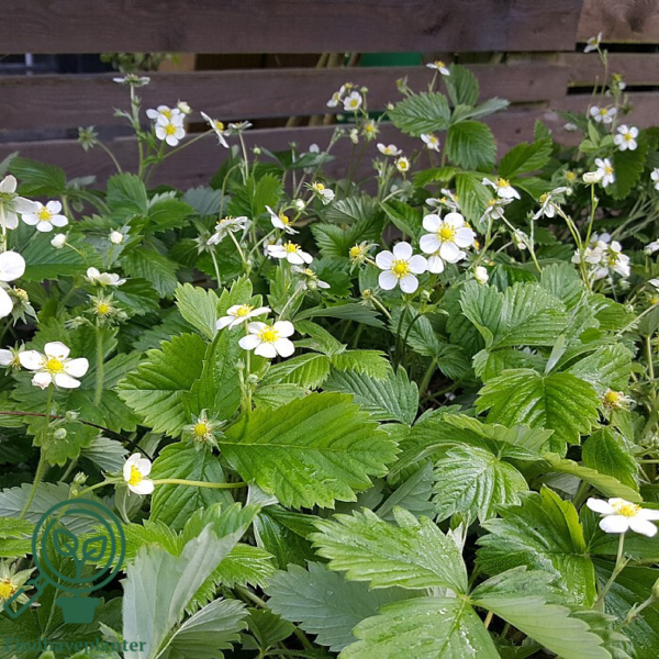 Fragaria vesca 'Småland' m. udløbere, Skovjordbær