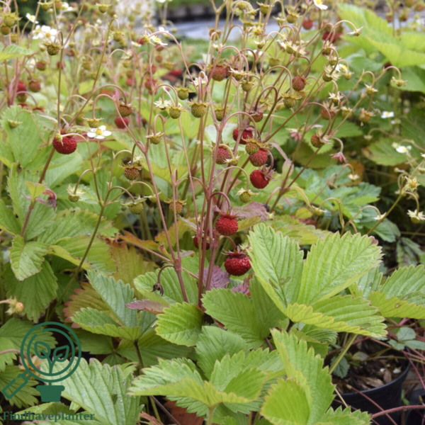 Fragaria vesca 'Småland' m. udløbere, Skovjordbær