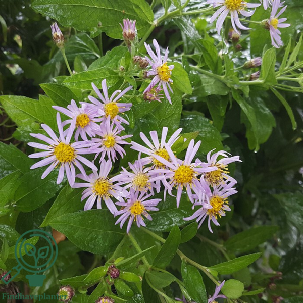 Aster ageratoides 'Asran', Aster/Japansk Aster
