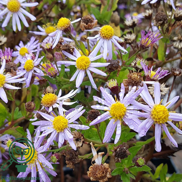 Aster ageratoides 'Asran', Aster/Japansk Aster