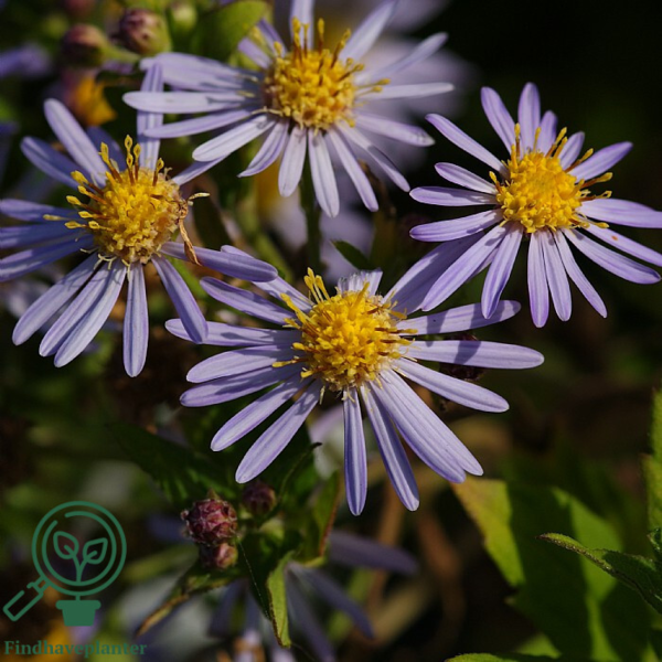 Aster ageratoides 'Asran', Aster/Japansk Aster