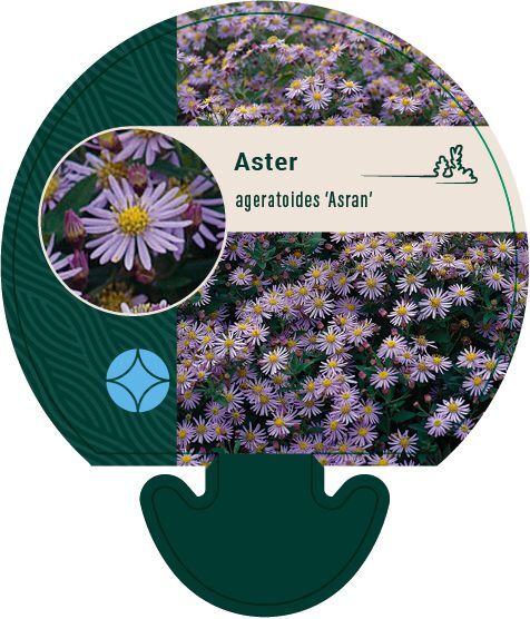 Aster ageratoides 'Asran', Aster/Japansk Aster