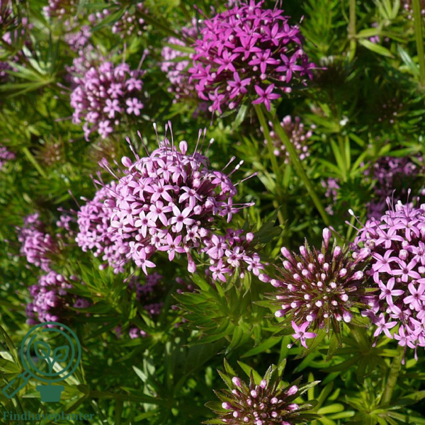 Phuopsis stylosa, Rosenskovmærke