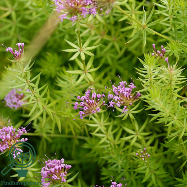 Phuopsis stylosa, Rosenskovmærke