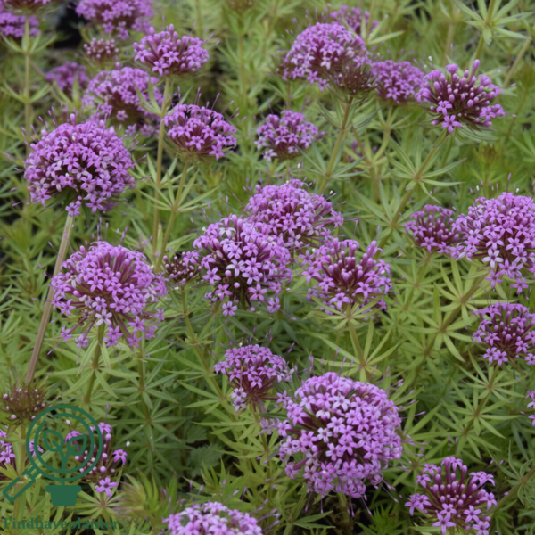 Phuopsis stylosa, Rosenskovmærke