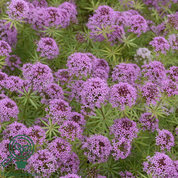 Phuopsis stylosa, Rosenskovmærke