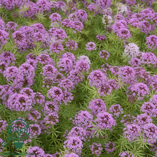 Phuopsis stylosa, Rosenskovmærke