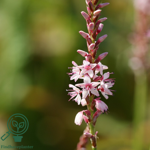 Persicaria amplexicaulis 'Rosea', Kertepileurt