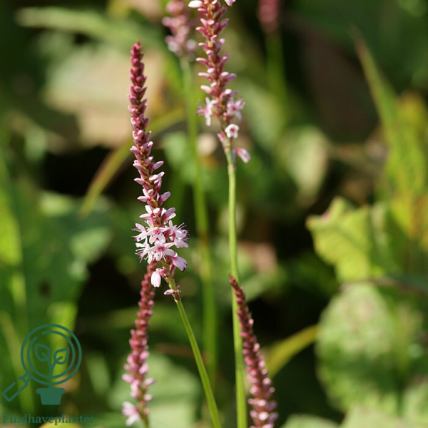 Persicaria amplexicaulis 'Rosea', Kertepileurt