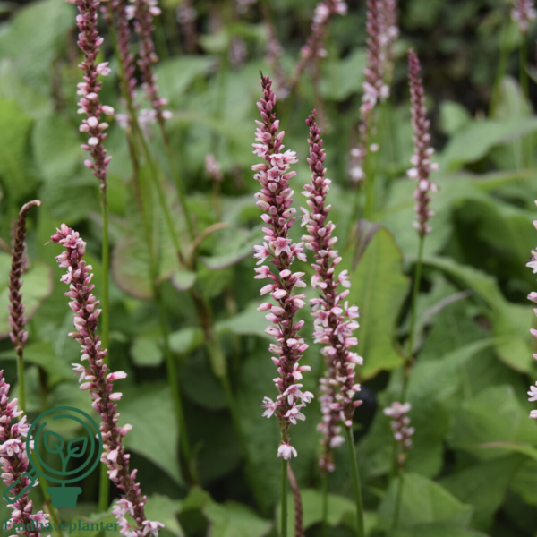 Persicaria amplexicaulis 'Rosea', Kertepileurt