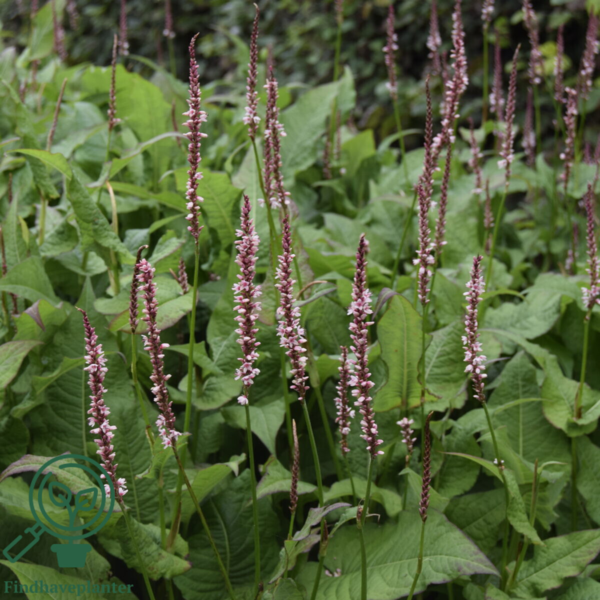 Persicaria amplexicaulis 'Rosea', Kertepileurt