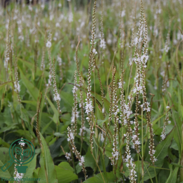 Persicaria amplexicaulis 'Alba', Kertepileurt