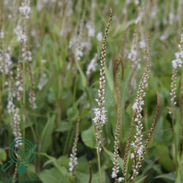 Persicaria amplexicaulis 'Alba', Kertepileurt