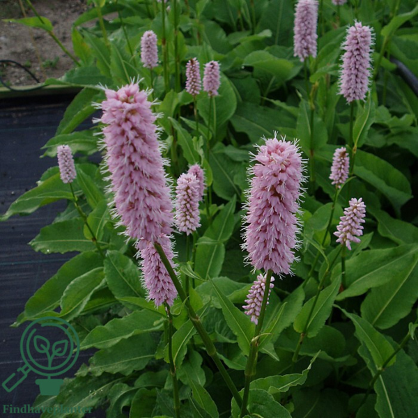 Bistorta officinalis 'Superba', Slangeurt